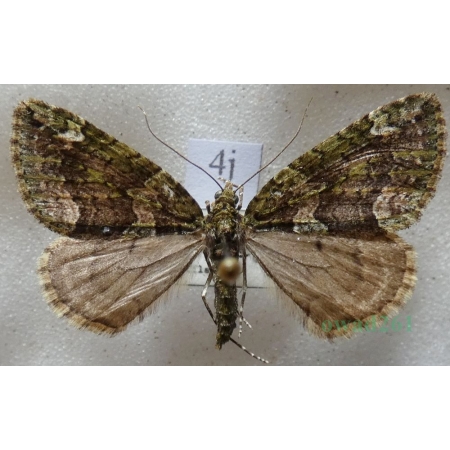 Chloroclysta siterata (Hufnagel, 1767) Paśnik zaroślak Czech4j
